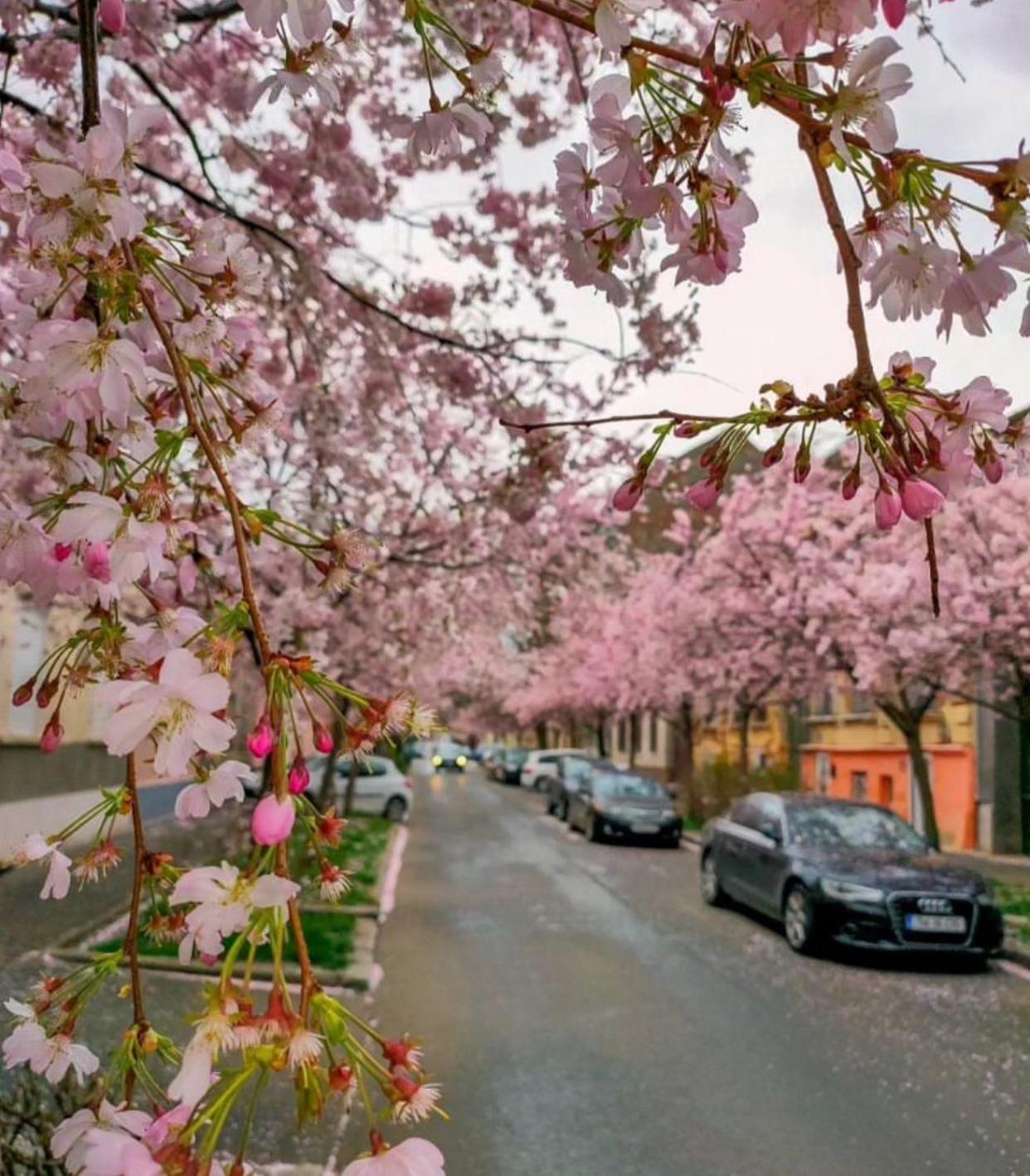 The Residence Of Silver Sky House Timisoara Bagian luar foto